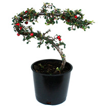 Bonsai Form Plant - Strieb's Findling Cotoneaster