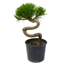 Mugo Pine Twisty