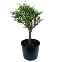 Seiju Chinese Elm
