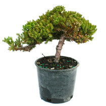 Juniper Dwarf Japanese Bonsai