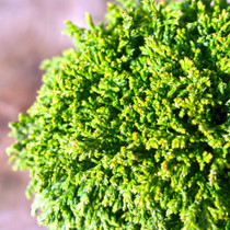 Tsukumo Cypress Mini Conifer Foliage