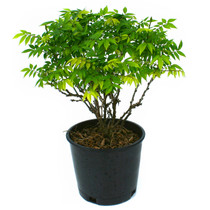 Dwarf Wisteria in March