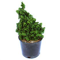 Hinoki Cypress Gemstone