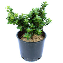 Ilex crenata Dwarf Pagoda Japanese Holly