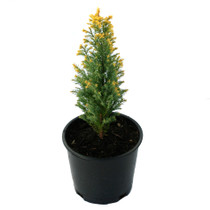 Treasure Island Lawson Cypress