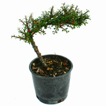 Thyme Leaf Cotoneaster Bonsai