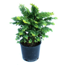 Fernspray Gold Hinoki Cypress