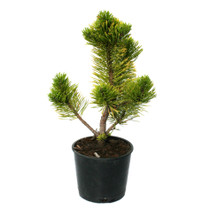 Winter Sun Mugo Pine