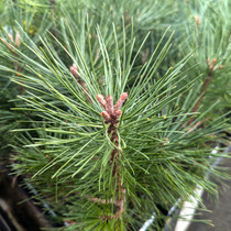 Ponderosa Pine Seedling
