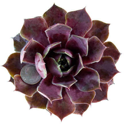 Sempervivum Magnificum in April