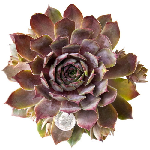 Sempervivum Mulberry Wine in April