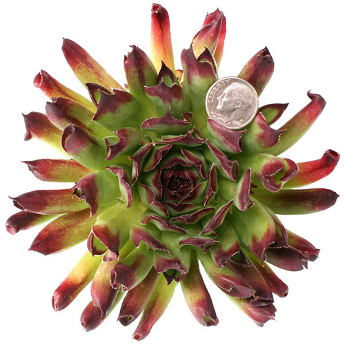 Sempervivum Oddity in June