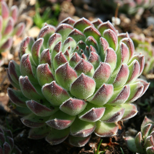 Sempervivum Pacific Rim | Hens and Chicks for Sale