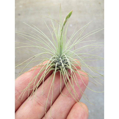 Fuchsii v. Gracilis Tillandsia