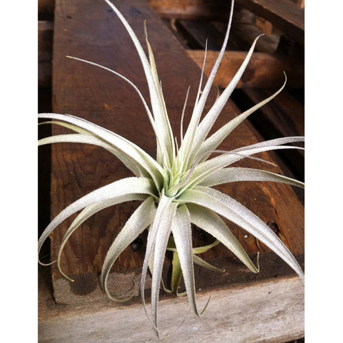 Gardneri Tillandsia