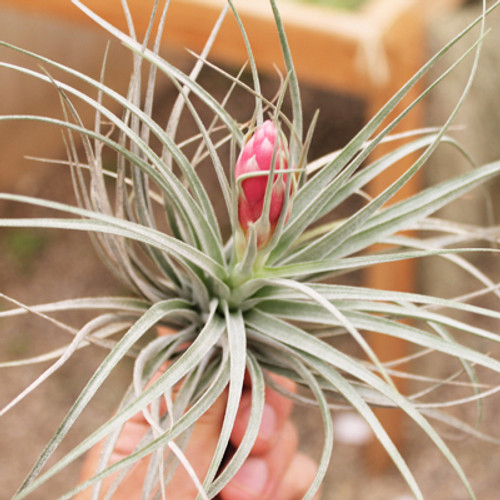 Tillandsia Houston Dark Pink Air Plants for Sale Tillandsia Houston Dark Pink Air Plants for Sale