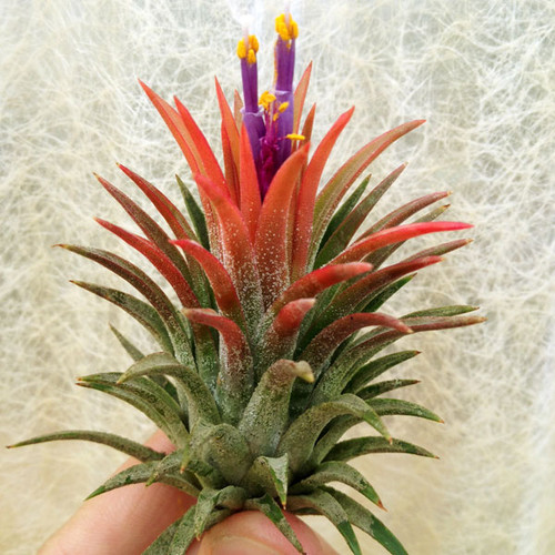 Ionantha Huamelula Tillandsia