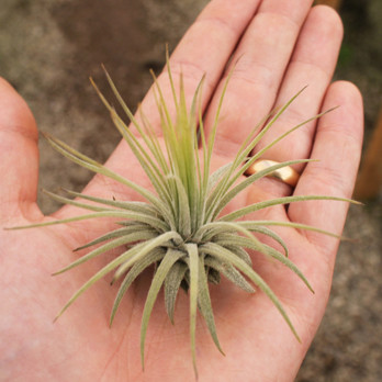 Magnusiana Tillandsia