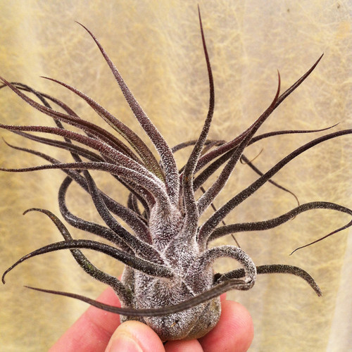 Pruinosa Guatemala Tillandsia