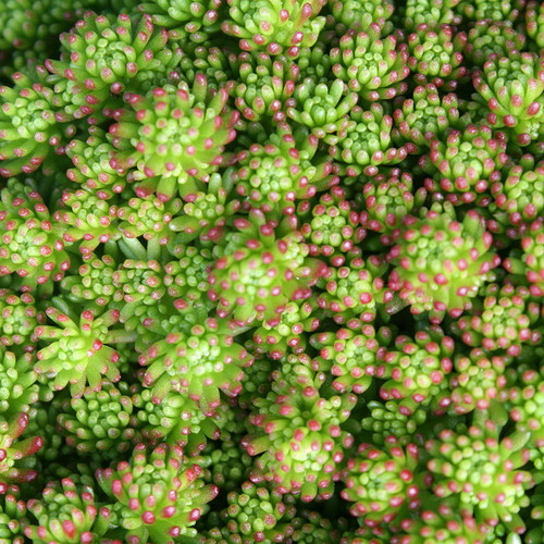 Sedum Stoloniferum