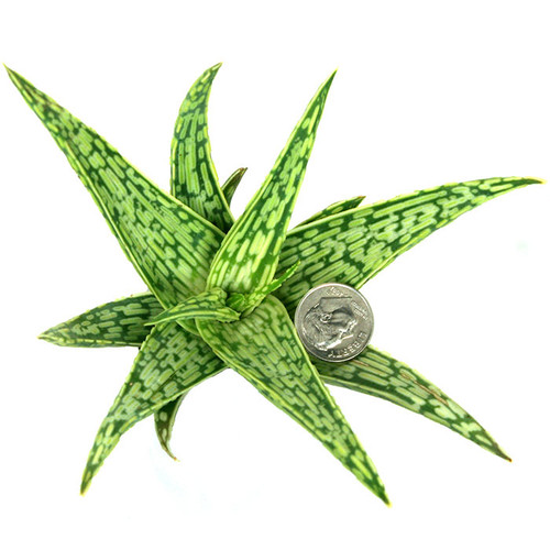 Guido Aloe