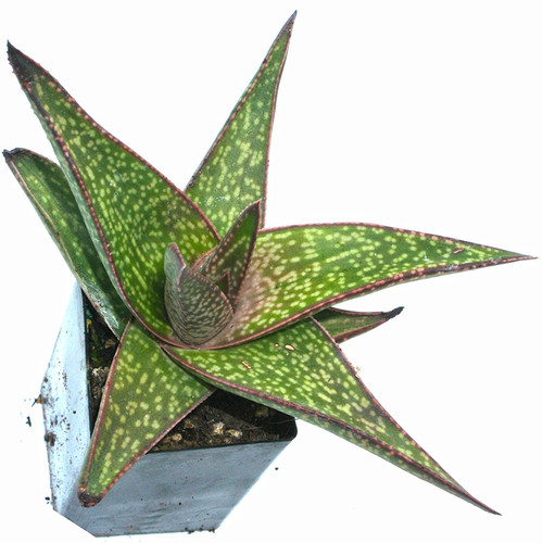 Aloe x Gasteria in May