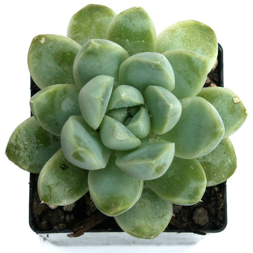 Albicans Echeveria