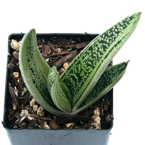 Marble Gasteria