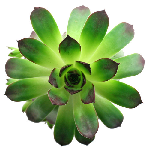 Sempevivum Pluto in March