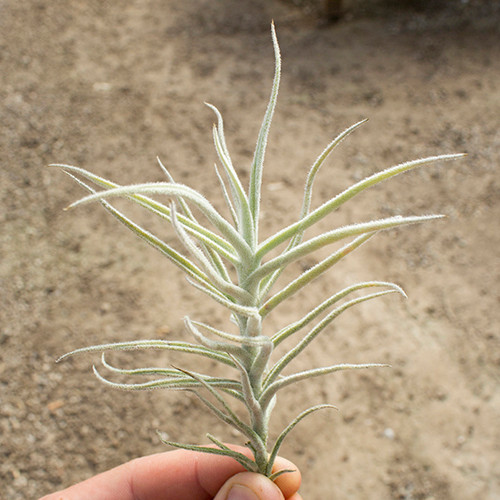 Tillandsia Paleacea Air Plant