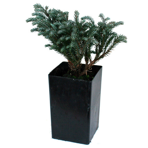 Blue Moon Sawara Cypress