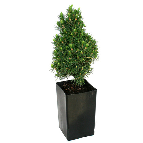 Jean's Dilly Alberta Spruce - Mini