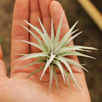 Jucunda Tillandsia