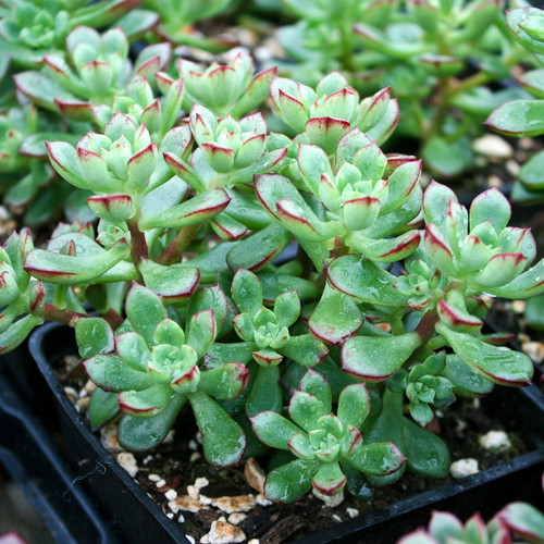 Echeveria Supia Korean