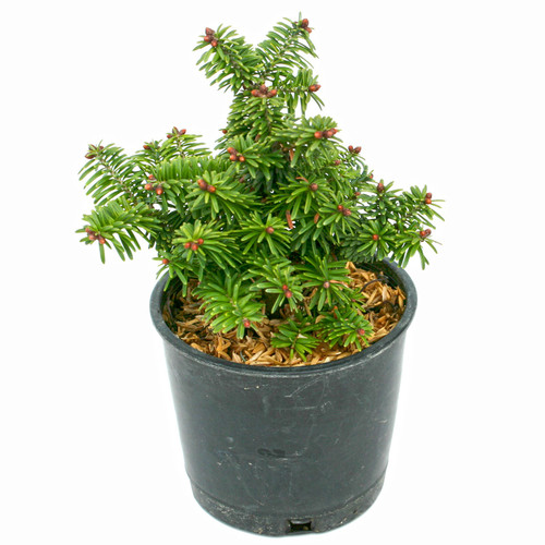 Abies balsamea Piccolo