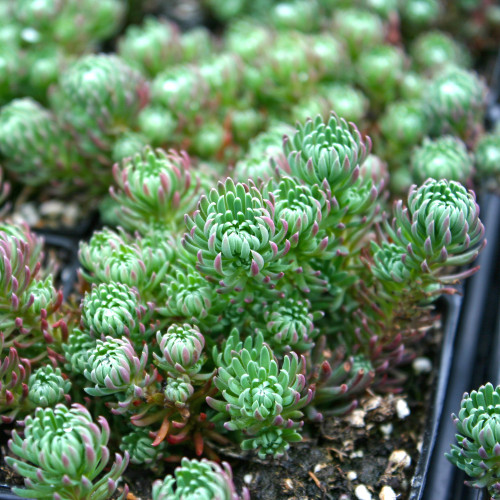Sedum Reflexum Red