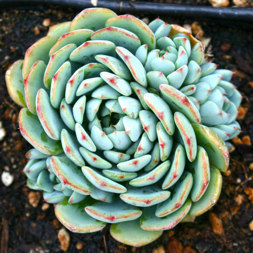 Echeveria Minima