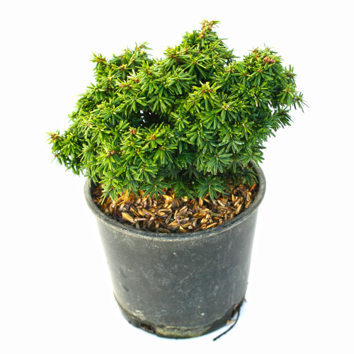 Hornbeck Dwarf Canadian Hemlock