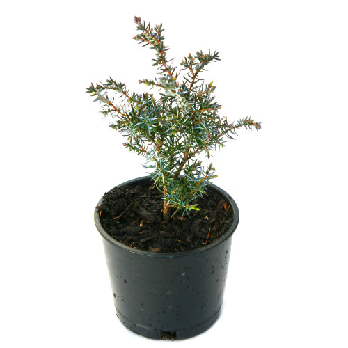 Berkshire Juniper