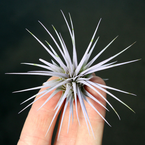 Air Plant Ionantha - Lilac Enhanced