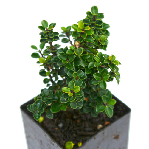 Jersey Jewel Japanese Holly Miniature Garden Plants for Sale