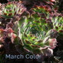 Succulent Barnatti Sempervivum March Color