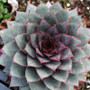 Sempervivum Gamalea in March