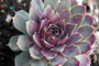 Sempervivum Grey Dawn in March