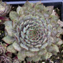 Sempervivum Grey Lady in May