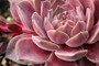 Pacific Magic Night Succulent close