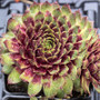 Sempervivum Purple Dazzler in May