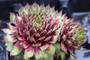 Purple Dazzler Hens and Chicks side view