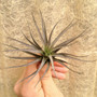 Aeranthos Negra Tillandsia