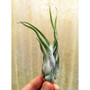 Caput Medusae Tillandsia